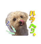 犬のじょーたろー（個別スタンプ：9）