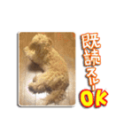 犬のじょーたろー（個別スタンプ：11）