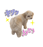 犬のじょーたろー（個別スタンプ：13）