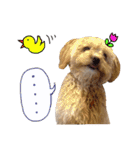 犬のじょーたろー（個別スタンプ：14）