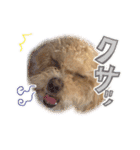 犬のじょーたろー（個別スタンプ：15）