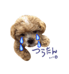 犬のじょーたろー（個別スタンプ：16）