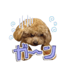 犬のじょーたろー（個別スタンプ：17）