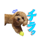 犬のじょーたろー（個別スタンプ：20）