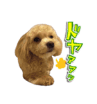 犬のじょーたろー（個別スタンプ：21）