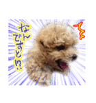 犬のじょーたろー（個別スタンプ：22）