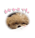 犬のじょーたろー（個別スタンプ：23）