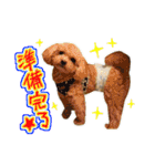 犬のじょーたろー（個別スタンプ：24）