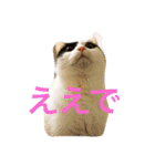 うちの猫（関西弁）（個別スタンプ：2）