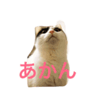 うちの猫（関西弁）（個別スタンプ：3）