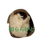 うちの猫（関西弁）（個別スタンプ：4）