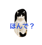 うちの猫（関西弁）（個別スタンプ：5）