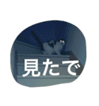 うちの猫（関西弁）（個別スタンプ：6）