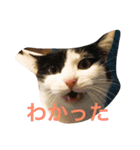 うちの猫（関西弁）（個別スタンプ：7）