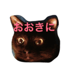 うちの猫（関西弁）（個別スタンプ：8）