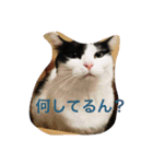 うちの猫（関西弁）（個別スタンプ：10）