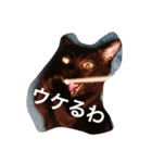 うちの猫（関西弁）（個別スタンプ：11）