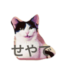うちの猫（関西弁）（個別スタンプ：13）