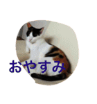 うちの猫（関西弁）（個別スタンプ：15）