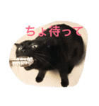 うちの猫（関西弁）（個別スタンプ：16）