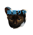 うちの猫（関西弁）（個別スタンプ：17）