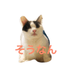 うちの猫（関西弁）（個別スタンプ：18）