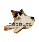 うちの猫（関西弁）（個別スタンプ：21）