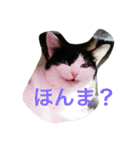 うちの猫（関西弁）（個別スタンプ：22）