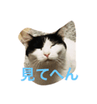 うちの猫（関西弁）（個別スタンプ：23）