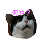 うちの猫（関西弁）（個別スタンプ：24）