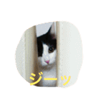 うちの猫（関西弁）（個別スタンプ：26）