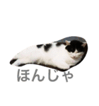うちの猫（関西弁）（個別スタンプ：27）