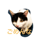 うちの猫（関西弁）（個別スタンプ：28）