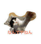 うちの猫（関西弁）（個別スタンプ：30）