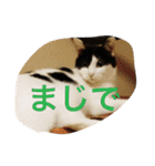 うちの猫（関西弁）（個別スタンプ：31）