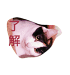 うちの猫（関西弁）（個別スタンプ：32）