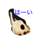 うちの猫（関西弁）（個別スタンプ：33）