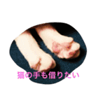 うちの猫（関西弁）（個別スタンプ：35）