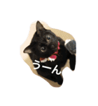 うちの猫（関西弁）（個別スタンプ：36）