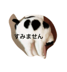 うちの猫（関西弁）（個別スタンプ：37）