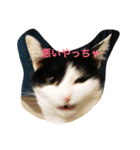 うちの猫（関西弁）（個別スタンプ：38）
