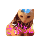 長崎のねこ（個別スタンプ：1）