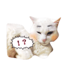長崎のねこ（個別スタンプ：3）