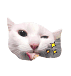 長崎のねこ（個別スタンプ：4）
