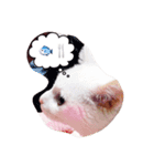 長崎のねこ（個別スタンプ：5）