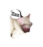 長崎のねこ（個別スタンプ：6）