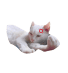 長崎のねこ（個別スタンプ：7）