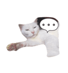 長崎のねこ（個別スタンプ：8）