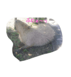 のほほんカピバラ（個別スタンプ：8）