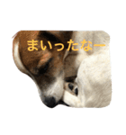悩めるエル子たん（個別スタンプ：5）